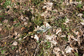 discarded mouthguard rotting in the grass