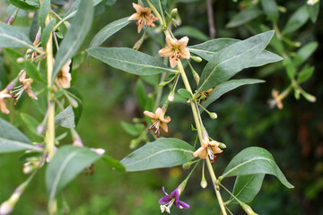 Flowering Lycium barbarum