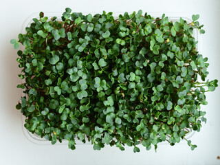 microgreen Foliage Background. Close-up of radish microgreens.Vitamins on windowsill. Vegan and...