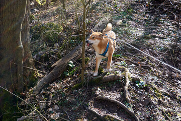 beautiful sesame shiba inu sticks out the tongue