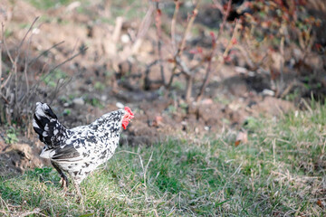 Beautiful Roosters and chickens, walking around the clearing.
