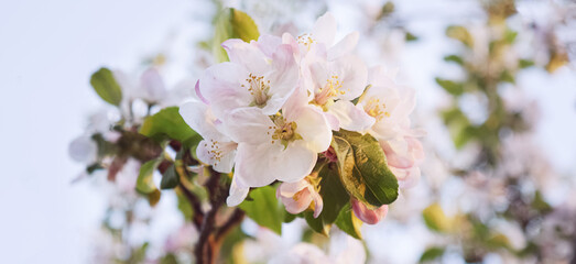 Fototapeta na wymiar Beautiful flowers of an apple tree on a tree in sunlight. Spring. Blurred background. Selective focus. Warm light.