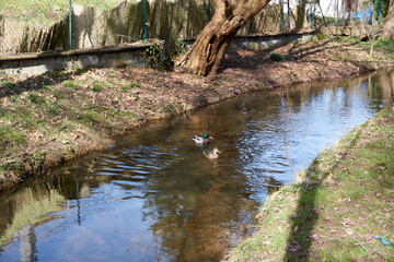 Fototapeta na wymiar a pair of ducks swims in a river
