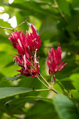 Detalle de flores rojas clima húmedo Colombia