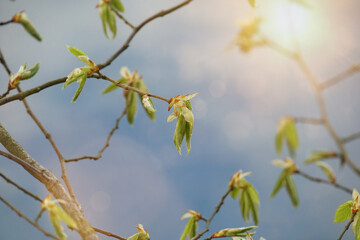 junge Buchenknospen im Frühling gegen blauen Himmel fotografiert mit Sonnenstrahlen und lens flare