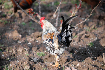Beautiful Roosters and chickens, walking around the clearing.