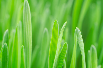 Fototapeta na wymiar Abstract Nature spring Background. Bright green sprouts of wheat as a background, macro photography.