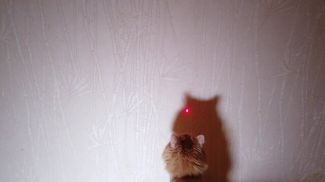 Cat playing with laser pointer red dot
