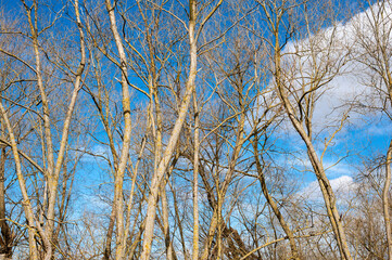 Bare trees against a blue sky