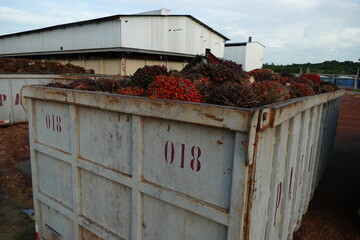 Harvested fruits of dende oil palm (elaeis guineensis), stored in a container before being pressed for oil extraction, Brazil