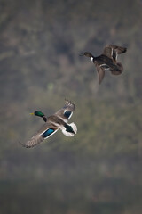 Mallards