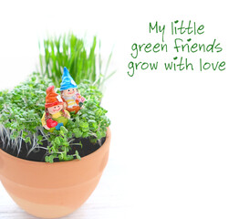 Cute gnomes and micro-greens plants in pot on white background. my little green friends grow with love. house garden concept