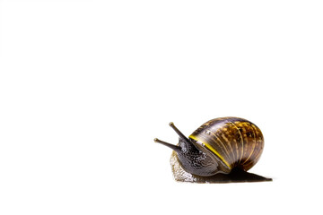 Snail isolated on a white background. Copy space.