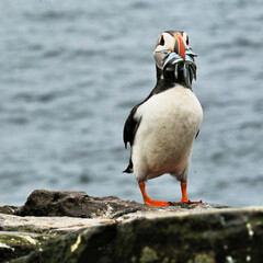 A Puffin on Farne Islands with Sand Eels