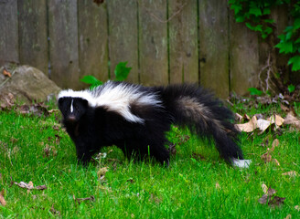 Naklejka premium Skunk in a Backyard 