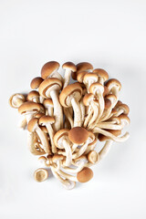 Collage of fresh whole and sliced honey mushrooms isolated on white background. View from above