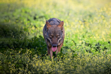 wild iberian wolf looking menacing at photograpger