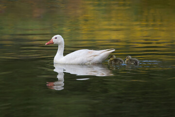 swan family swimming with little chick babies on a pond