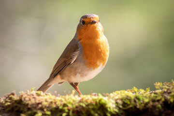 Robin perched on the moss while the sun hits it.