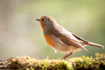 Robin perched on the moss while the sun hits it.