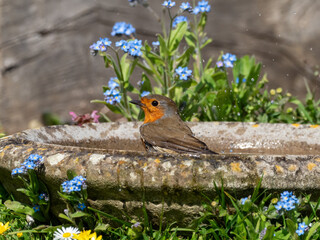 European Robin Bathing in Birdbath, with flowers.