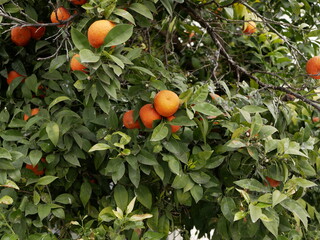 Ripe orange orange fruit on a branch among green foliage on a sunny spring day. Beautiful ornamental plants on the streets of the city