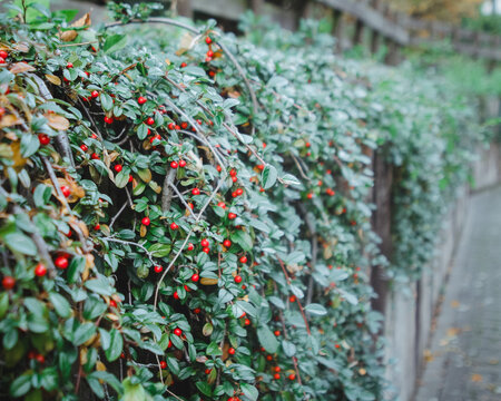 Close-up view of cotoneaster. Evergreen borber plant. Outdoor gardening.