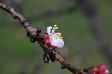 raindrops on apricot blossom