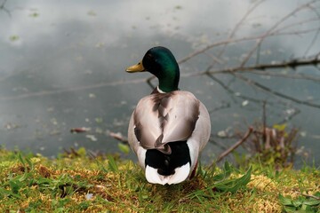 Duck posing for the camera