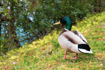 Duck posing for the camera
