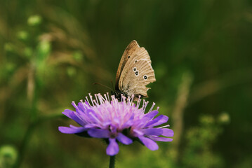 motyl kwiat makro zieleń