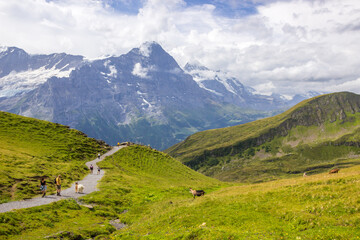 Fototapeta na wymiar The Grindewald Valley and mountain trail in Switzerland on a sunny day