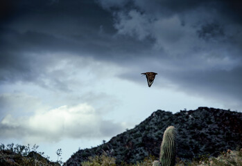 paragliding in the mountains