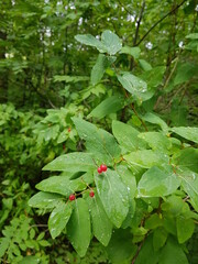 wild strawberry in the forest
