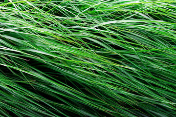 Wet green grass background