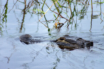 Alligator in the Water 