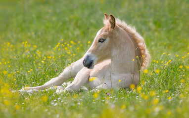 Naklejka na ściany i meble Cute young Haflinger horse foal resting in a green grass meadow with buttercup flowers in spring