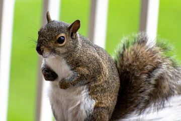 squirrel touches his tummy in the park