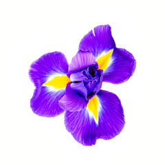 Beautiful iris flower isolated on white background