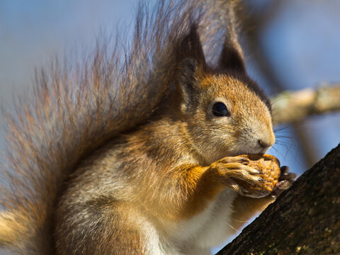 The squirrel eats a nut.
The squirrel sits on a tree branch and eats a nut, holding it with its front paws.

