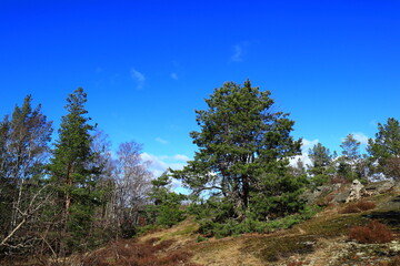Fototapeta na wymiar Beautiful green forest scenery and blue sky view. Sunny spring or summer weather. Mostly pine and fir trees. Nice natural flora. Stockholm, Sweden, Europe. 
