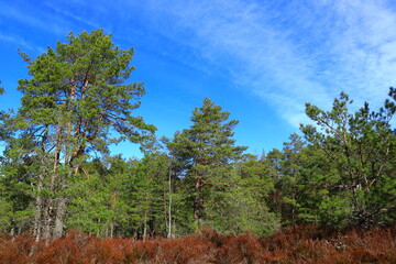 Fototapeta premium Beautiful green forest scenery and blue sky view. Sunny spring or summer weather. Mostly pine and fir trees. Nice natural flora. Stockholm, Sweden, Europe. 