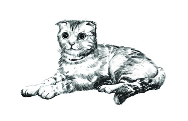 scottish fold cat, black and white hand drawing, realistic sketch of a cat, isolated illustration on a white background,