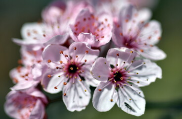 Blüten einer Zierkirsche im Frühling