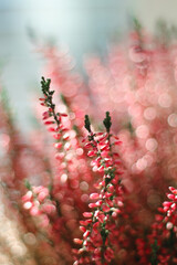 Close-up view of pink calluna vulgaris or common heather. A flower in a pot wrapped in craft paper...