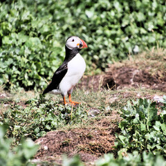 Fototapeta premium A Puffin on Farne Islands