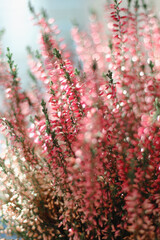 Close-up view of pink calluna vulgaris or common heather. A flower in a pot wrapped in craft paper stands on a table in the rays of the sun.