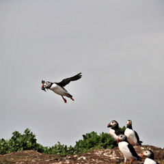 A Puffin in flight over Farne Islands
