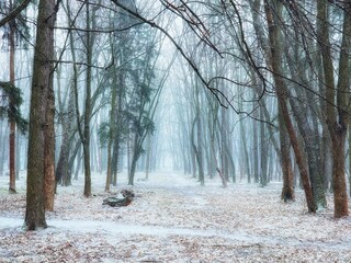 Forest in early spring. Snow melts in the forest. Foggy morning in the spring forest. End of...