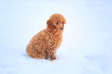 A small poodle digs a hole in the snow